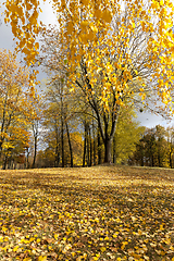 Image showing beautiful birch foliage