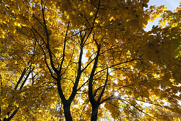 Image showing yellowing leaves