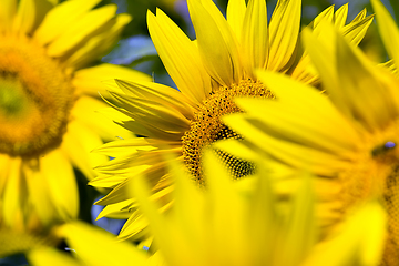 Image showing group flower in Europe