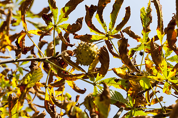 Image showing beautiful natural chestnut foliage