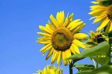 Image showing flower of a beautiful yellow annual sunflower