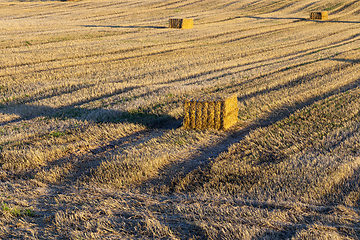 Image showing the sharp stalks of the stubble