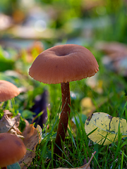 Image showing Common Deceiver Mushroom