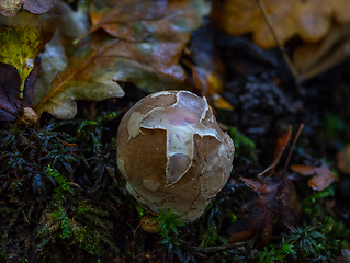 Image showing Octopus Stinkhorn Egg in English Woodland