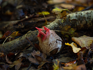 Image showing Octopus Stinkhorn Egg with Tentacles Emerging