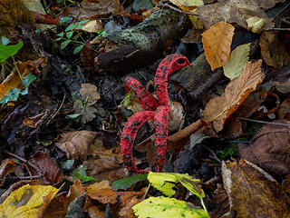 Image showing Octopus Stinkhorn in English Woodland