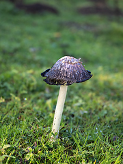 Image showing Shaggy Inkcap Toadstool