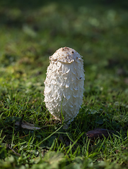 Image showing Shaggy Inkcap Fungus