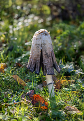 Image showing Shaggy Inkcap Fungus Opening