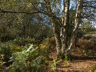 Image showing Silver Birch Tree in Autumn