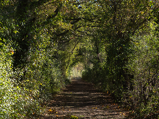 Image showing Tree Tunnel Countryside Track