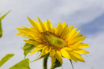 Image showing flower of a beautiful yellow annual sunflower