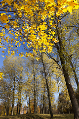 Image showing leaves in the autumn