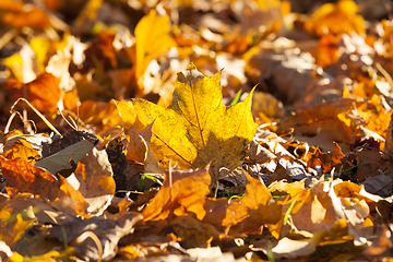 Image showing autumn season