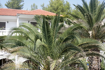 Image showing palm trees