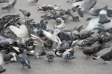 Image showing pigeon