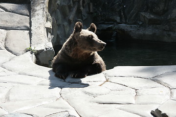 Image showing Bear