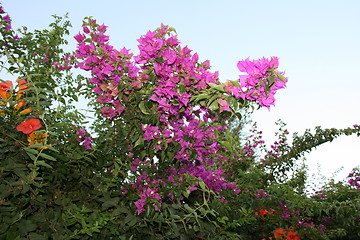 Image showing flowers