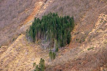 Image showing green fir trees between yellow autumn-colored soil all around