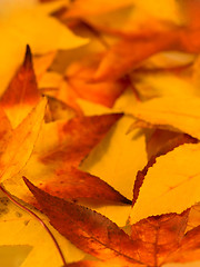 Image showing Autumn background