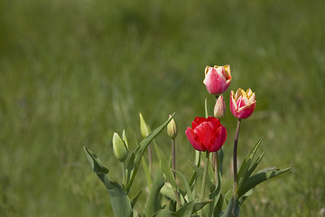 Image showing tulip