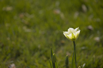 Image showing tulip