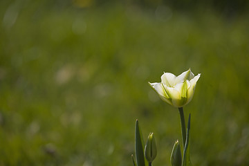 Image showing tulip