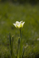 Image showing tulip