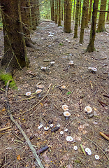 Image showing mushrooms at autumn time