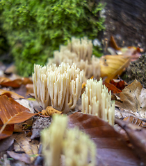 Image showing coral fungi closeup