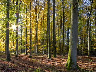 Image showing idyllic forest scenery at autumn time