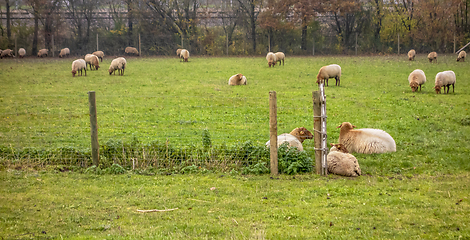 Image showing flock of sheep