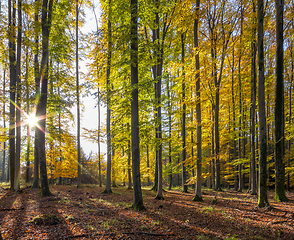 Image showing idyllic forest scenery at autumn time