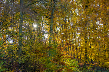 Image showing idyllic forest scenery at autumn time