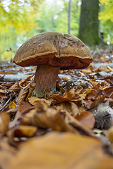 Image showing scarletina bolete closeup