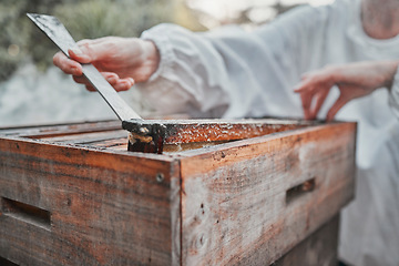 Image showing Hands, honey extraction and bee hive for organic food processing or sample in the outdoors. Closeup of beekeeper working in agriculture production for natural healthy foods with bee box extract