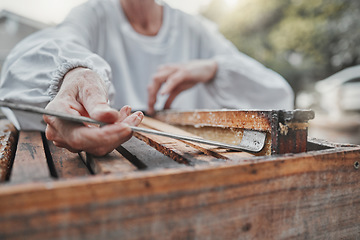 Image showing Beekeeping, box and beekeeper working on honey production for sustainable agriculture in nature. Frame, sustainability and hand of a person in the process of farming for honeycomb food in a backyard