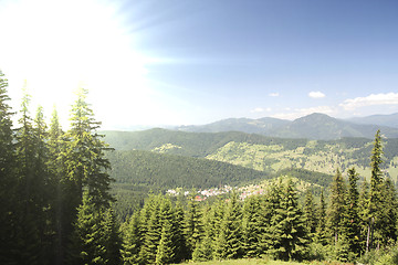 Image showing Forest landscape