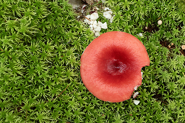 Image showing fly agaric growing on green moss