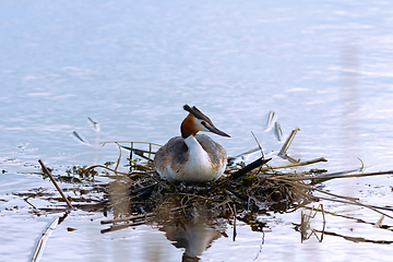 Image showing great crested grebe on nest