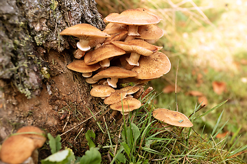 Image showing honey fungus growing on spruce stump