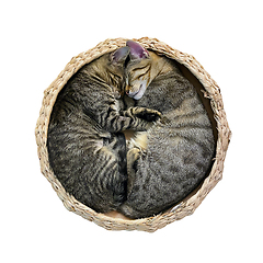 Image showing isolated kitten bed