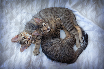 Image showing kittens playing together