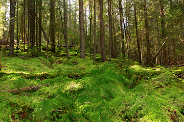 Image showing moss in the woods of Apuseni mountains