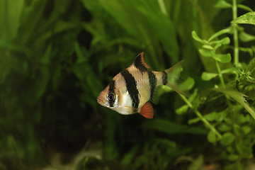 Image showing tiger barb in fish tank