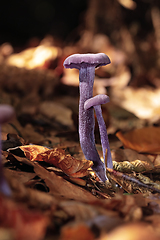 Image showing violet mushroom amethyst in natural habitat