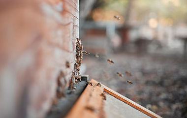 Image showing Bees, honey farming and background of beehive frame, box and sustainability, organic production and manufacturing in ecology environment. Closeup beekeeping, agriculture process and sweet honeycomb