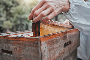 Image showing Beekeeper, honey frame and honeycomb box, bee farm and manufacturing natural product outdoor in nature. Agriculture worker, farmer and farming production, raw and bees wax, working and sustainability