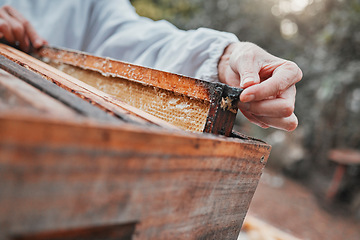 Image showing Beekeeper hands, wooden box and honeycomb frame on countryside farm, insect farming environment or agriculture nature. Zoom, woman and bees farmer in honey production, harvest process or export sales