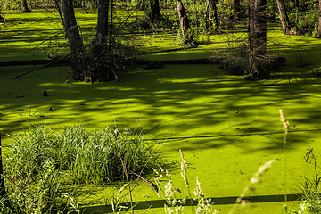 Image showing green slime swamp